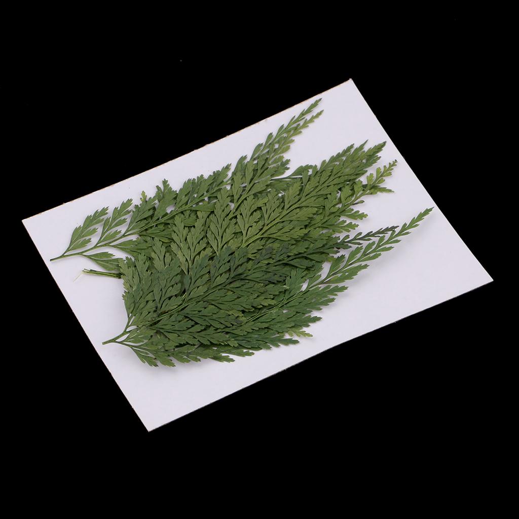 Dried Flower Bulk - ใบไม้และดอกไม้แห้งธรรมชาติสำหรับตกแต่ง จำนวนมาก สีเขียว สำหรับงานศิลปะ DIY งานฝีมือ