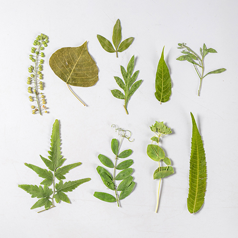 1 ชุด 35 ชิ้น Pressed ดอกไม้แห - Dried Flower Bulk บทวิจารณ์และราคา