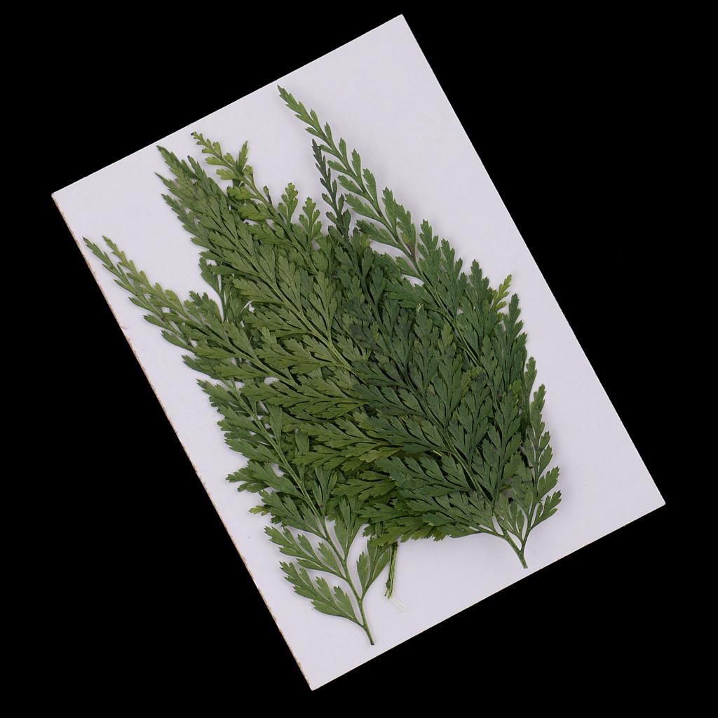 ใบไม้และดอกไม้แห้งธรรมชาติสำหร - Dried Flower Bulk บทวิจารณ์และราคา
