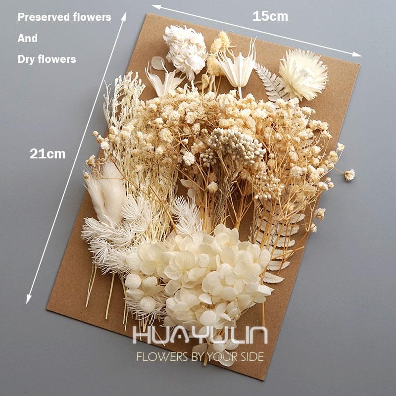 1 แพ็คพืชประดิษฐ์แห้งดอกไม้จริ - Dried Flower Bulk บทวิจารณ์และราคา