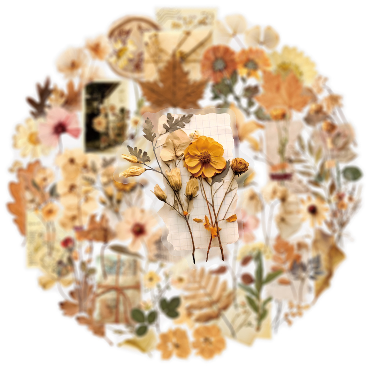 สติกเกอร์ลายใบไม้แห้งใส 50 ชิ้ - Dried Flower Bulk บทวิจารณ์และราคา